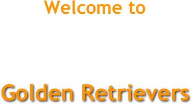 Welcome to 


Golden Retrievers